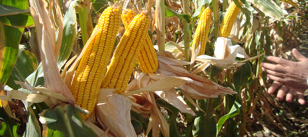 Producer of maize seeds with high resistancy agianst enviromental tensions and disease